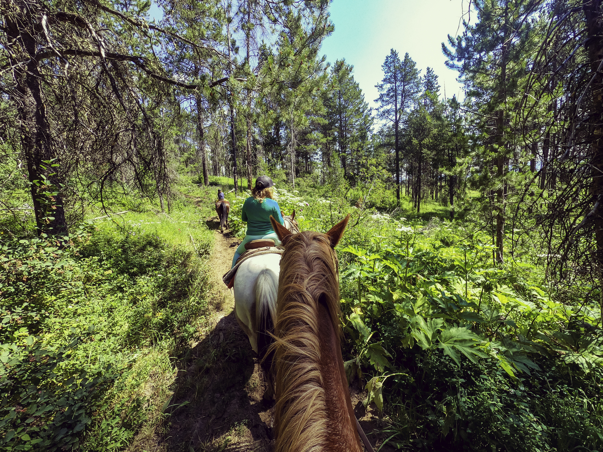 Equine trail building