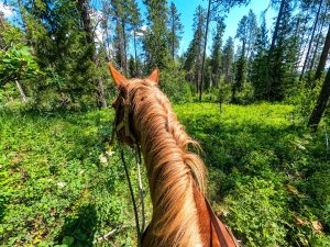Equestrian Trails